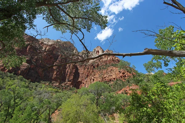 Berge Und Bäume Zion Nationalpark — Stockfoto