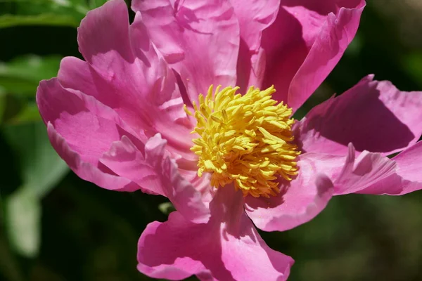 Yaz Mevsiminde Pembe Şakayık Çiçeğine Yakın Plan Seçici Odak — Stok fotoğraf