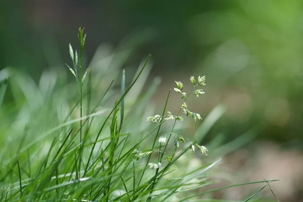 Defocused Groen Gras Achtergrond Met Kopieerruimte — Stockfoto