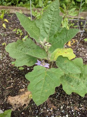 Mutfak bahçesinde mor çiçekli patlıcan.