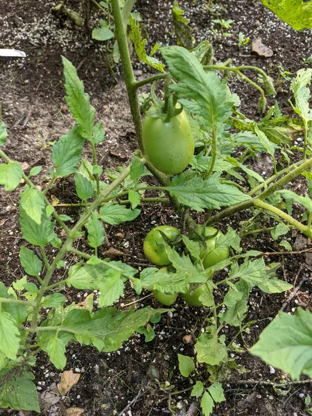 Tomato Plant Green Tomatoes Garden — Stock Photo, Image