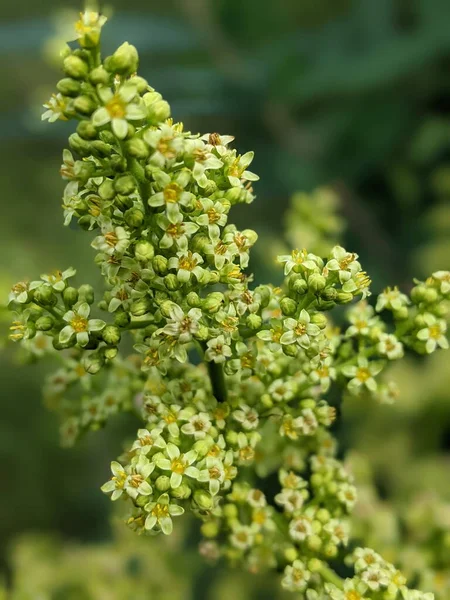 Sumac Liso Florescendo Com Flores Amarelas Estação Verão — Fotografia de Stock