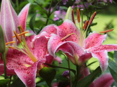 Pembe Kaplan Zambağı 'nın yağmur damlalarıyla yakın çekimi.