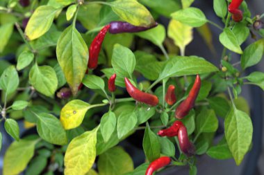 Yeşil yapraklı kırmızı ve mor biber bitkisi.