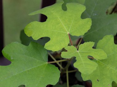 Çerçeveyi dolduran Yeşil İncir yaprakları.
