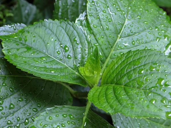 Daun Hijau Dengan Hujan Tetes Mengisi Bingkai — Stok Foto