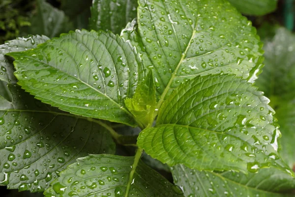 Daun Hijau Dengan Hujan Tetes Mengisi Bingkai — Stok Foto