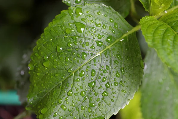 Πράσινα Φύλλα Σταγόνες Βροχής Γεμίζοντας Πλαίσιο — Φωτογραφία Αρχείου