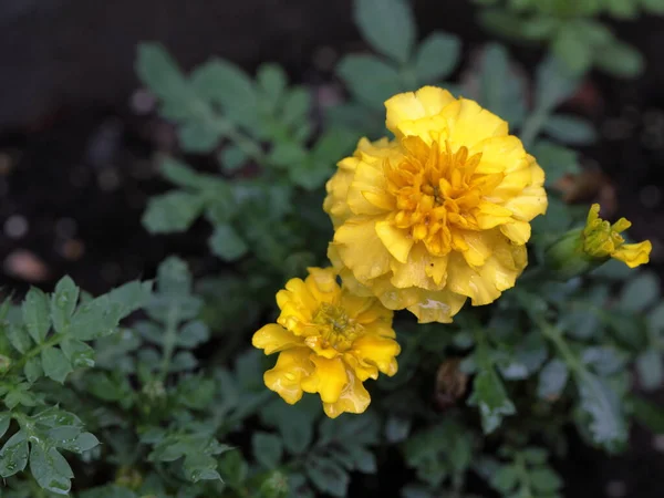 Πάνω Προς Κάτω Άποψη Του Κίτρινο Λουλούδια Marigold Μια Κατσαρόλα — Φωτογραφία Αρχείου