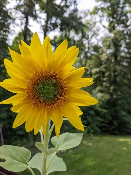 Large Yellow Sunflower Blooming Summer Season — Stock Photo, Image