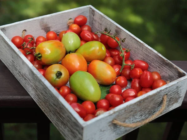 Cherry Tomatoes Roma Tomatoes Grey Background Filling Frame — Stock Photo, Image