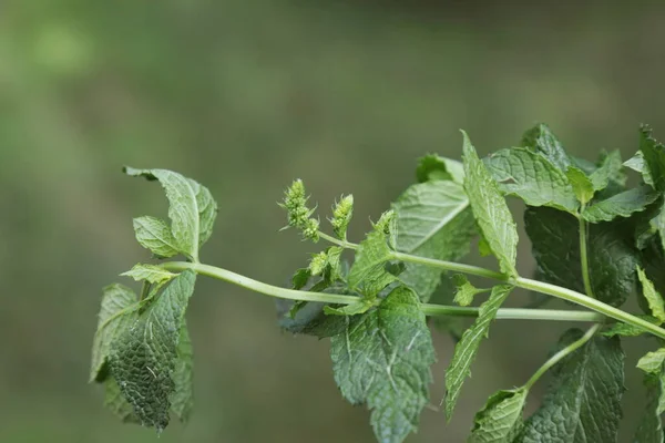 Tutup Rumah Segar Tumbuh Daun Mint Dan Bunga — Stok Foto