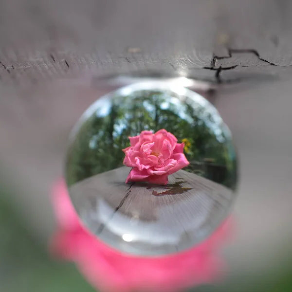 Ainda Vida Refração Rosa Rosa Estação Verão — Fotografia de Stock