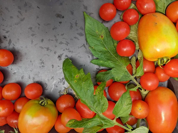 Variety Home Grown Red Tomatoes Wooden Background Copy Space — Stock Photo, Image