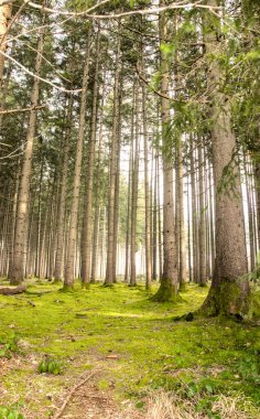 Güneşli çam ormanı. Temiz havada bir yürüyüş..