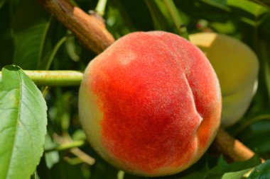 Ağaçtaki şeftaliler