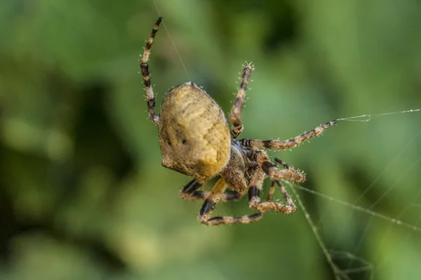 Aranha em sua teia — Fotografia de Stock