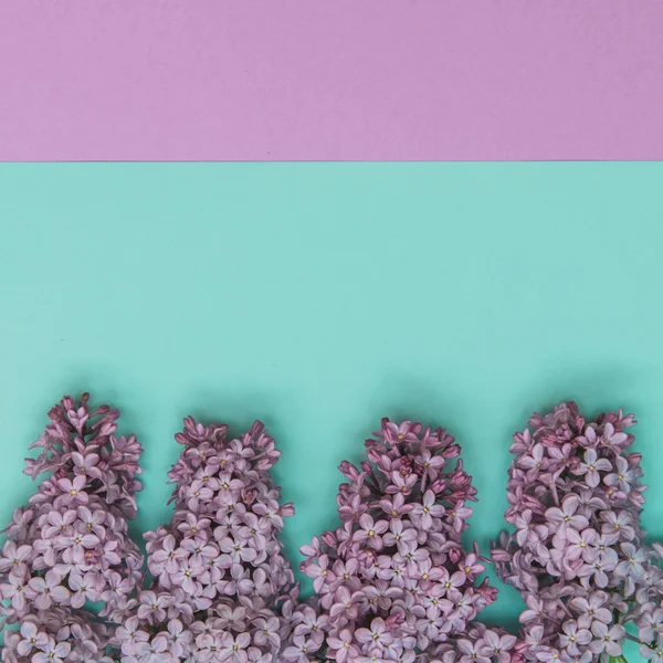 Lilac flowers on pastel background