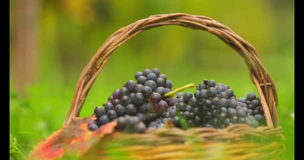 Joven recoge uvas rojas en cesta . — Vídeos de Stock