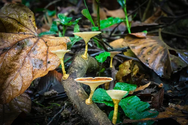 Altın kupa mantarları Haew Narok Şelalesi, Khao Yai yolu boyunca çürüyen odunlar üzerinde yetişiyor. Orman geçmişi, ekoloji ve biyolojik çeşitlilik temaları için ideal.