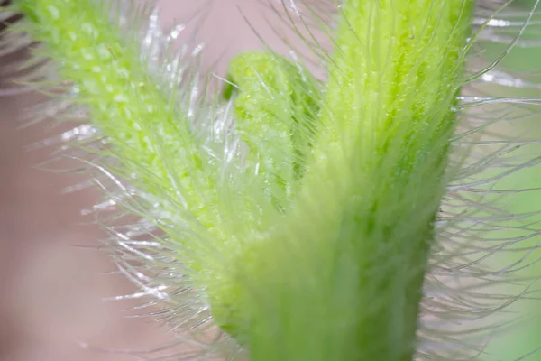 Çiğ dokuya sahip yeşil bir sapta ince bitki kıllarının (trikomes) makro çekimi. Botanik, biyolojik ya da soyut doğa temalı görseller için ideal.