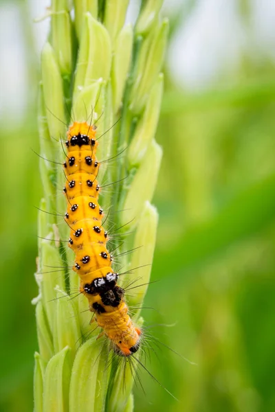 Canlı bir tırtılın doğal bir tarlada genç bir pirinç kulağının üzerinde dinlenen makro çekimi. Tarım, entomoloji, biyolojik çeşitlilik veya kırsal doğa konuları için ideal.