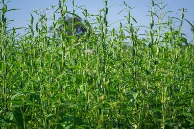 Yeşil yapraklı susam bitkileri, beyaz çiçekler ve mavi gökyüzünün altında yetişen olgun kapsüller. Tarım, mahsul izleme ve organik tarım görselleri için ideal..