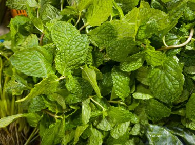 Markette sergilenen taze nane yapraklarının yakın çekimi. Yemek, yemek, bitkisel ve doğal temalar için mükemmel..