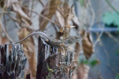 Kertenkele kuru bir ağaç kütüğünde dinleniyor, böcekleri yiyecek olarak bekliyor. Vahşi yaşam, ekoloji ve doğa temaları için mükemmel..
