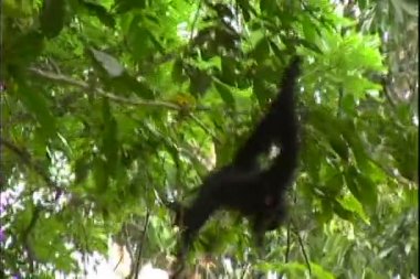 Gibbon bir yeşil ağaç üzerinde