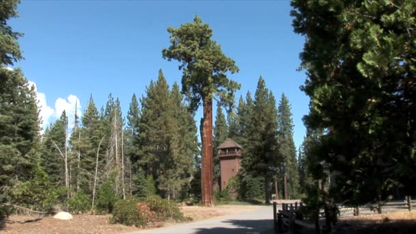 Bosque de pino con torre de fuego — Vídeo de stock