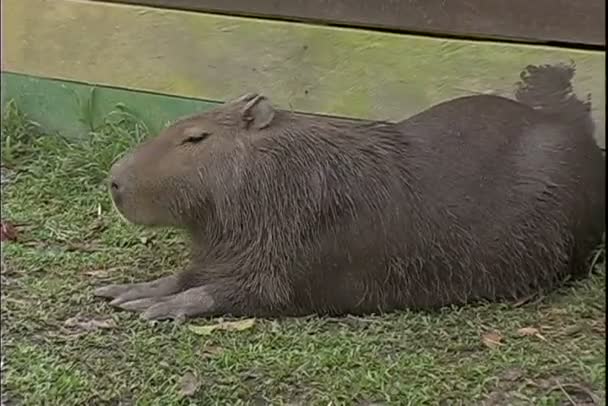 草の上に横たわっている間を食べるカピバラ — ストック動画