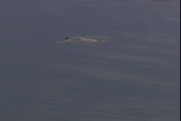 Dolphin swimming in Amazonas river — Stock Video