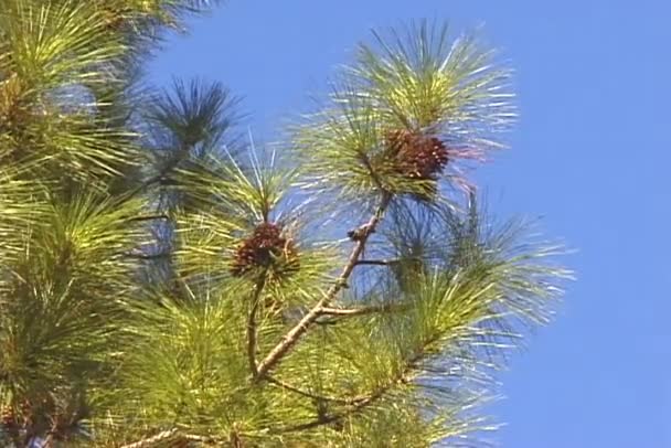 空を背景に松の枝 — ストック動画