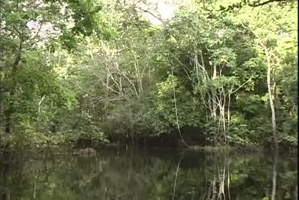 Vue de la jungle depuis un tour en bateau sur la rivière 