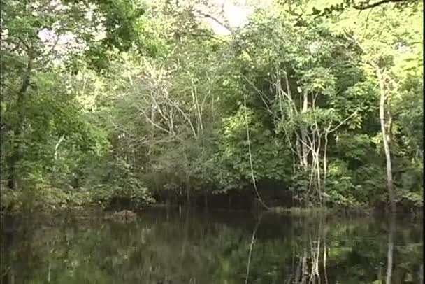 Vista della giungla da un giro in barca sul fiume — Video Stock