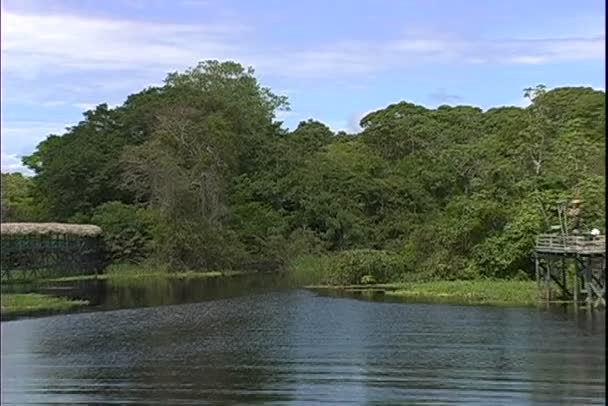 Selva Ariau en Brasil — Vídeos de Stock