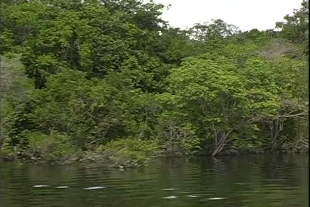 Vue de la jungle depuis un tour en bateau sur la rivière 