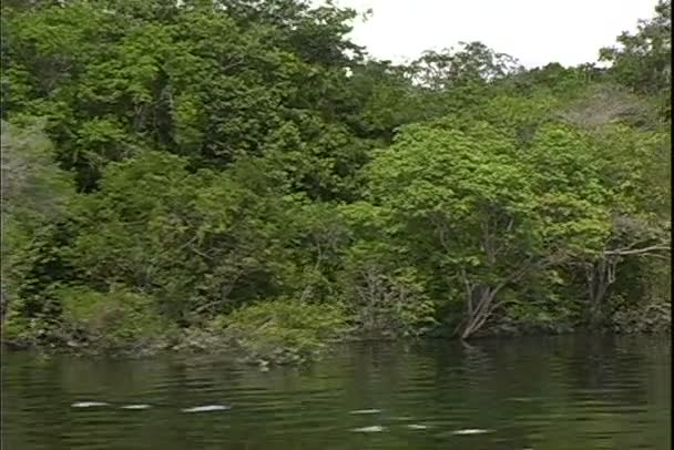 View of jungle from a boat tour on the river — Stock Video