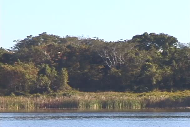 Hermoso lago en Florida — Vídeos de Stock