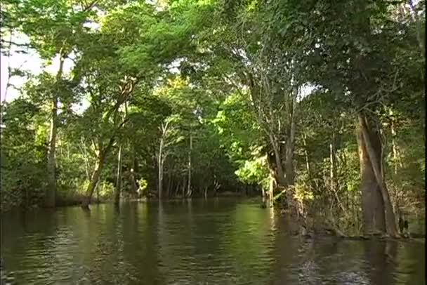 Vista della giungla da un giro in barca sul fiume — Video Stock