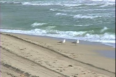 Martılar deniz plaj