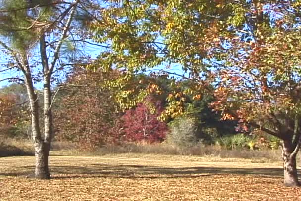 Árboles coloridos en bosque de otoño — Vídeo de stock