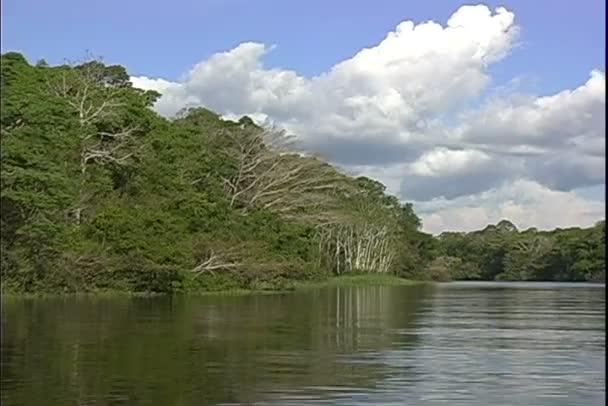 Vista de la selva desde un paseo en barco por el río — Vídeo de stock