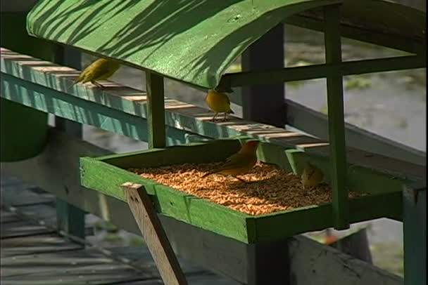 Aves alimentadas con tablero de madera — Vídeos de Stock