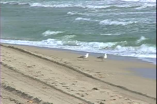 Gaviotas en la playa del mar — Vídeos de Stock