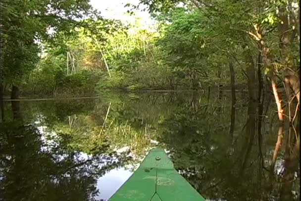 Pohled z džungle z výlet lodí na řece — Stock video