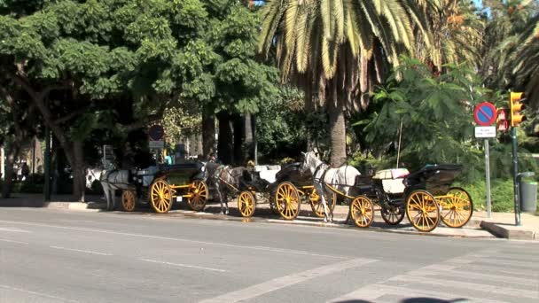 Carrozze di Cavalli a Malaga — Video Stock