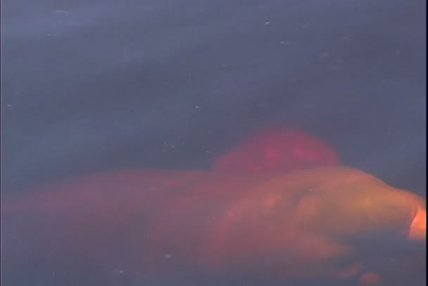 강 돌고래와 태양 불꽃 — 비디오