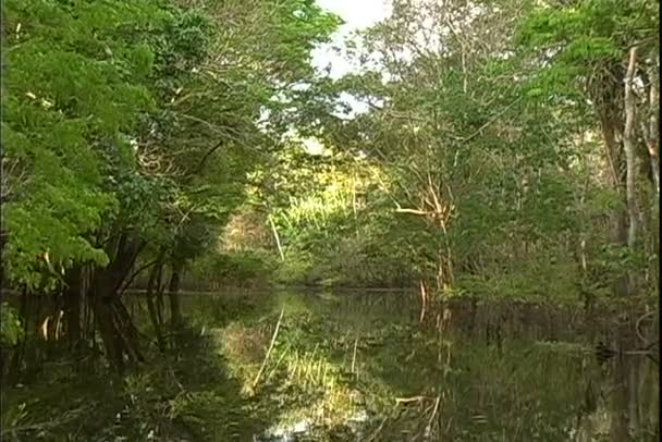 Vue de la jungle depuis un tour en bateau sur la rivière 